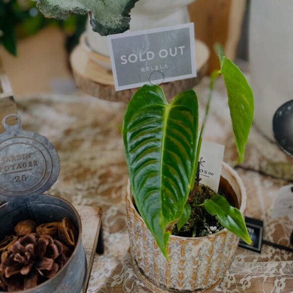 変化する植物の表情を楽しもう