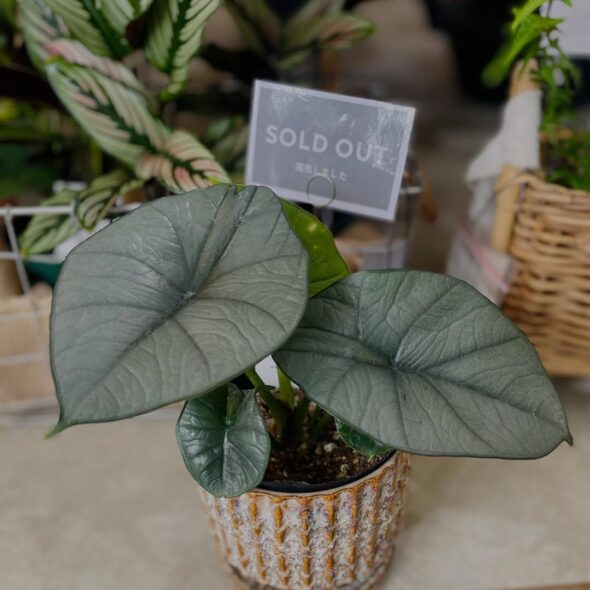変化する植物の表情を楽しもう