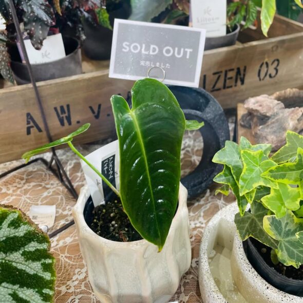 変化する植物の表情を楽しもう
