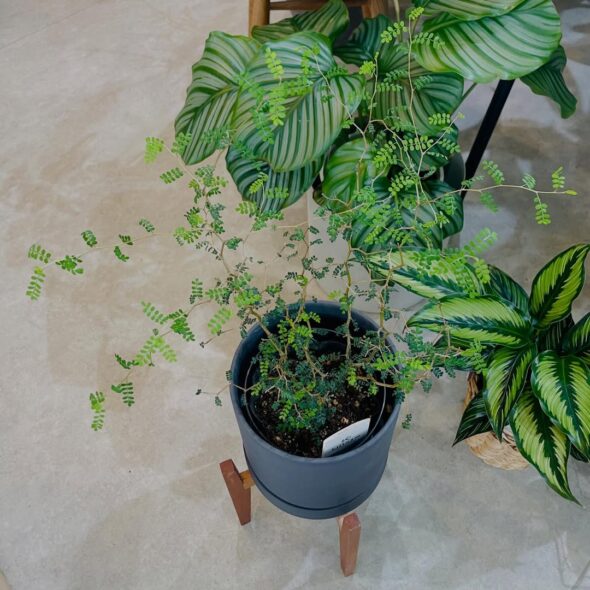 変化する植物の表情を楽しもう
