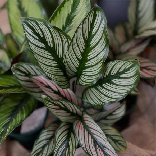 変化する植物の表情を楽しもう