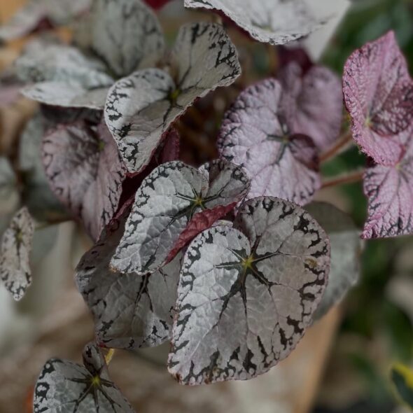 変化する植物の表情を楽しもう