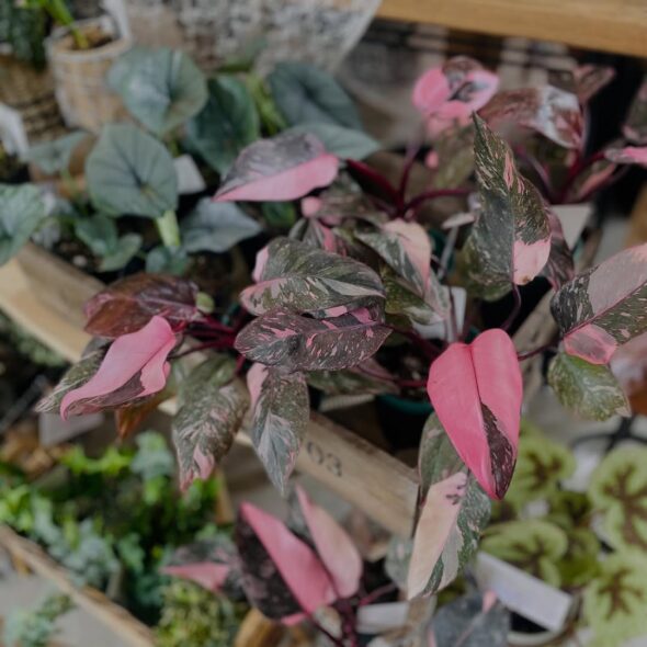 変化する植物の表情を楽しもう