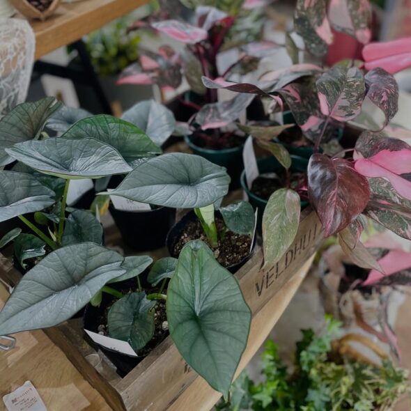 変化する植物の表情を楽しもう