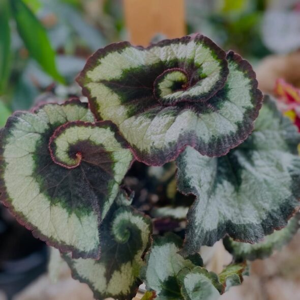 変化する植物の表情を楽しもう