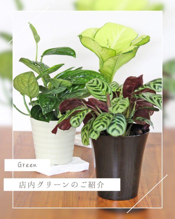 お気に入り発見