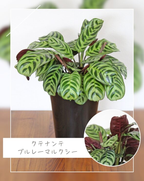 お気に入り発見