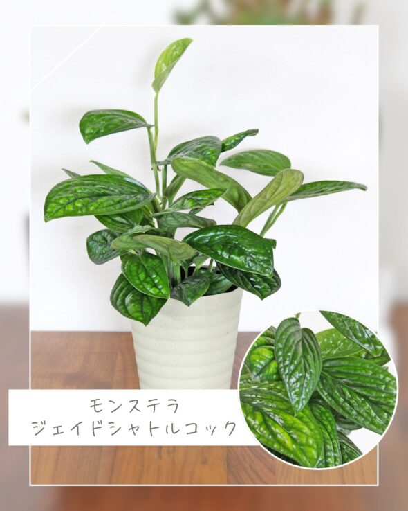 お気に入り発見