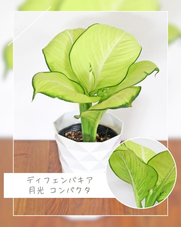 お気に入り発見