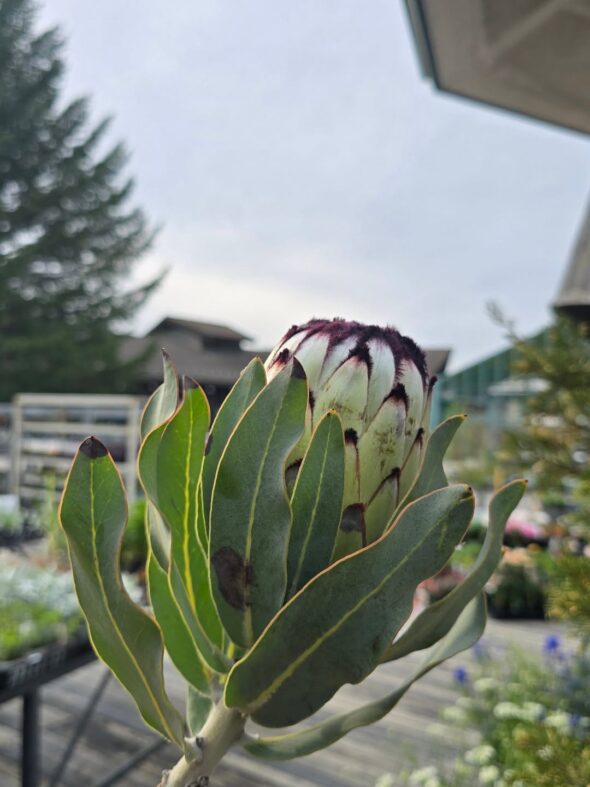 花のある暮らしを